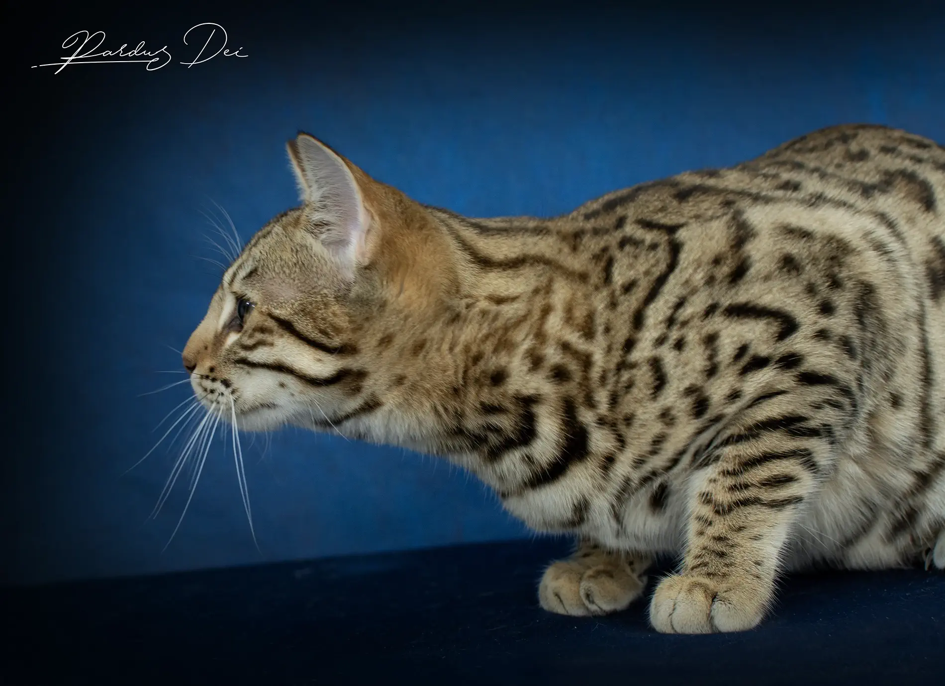 chat bengal